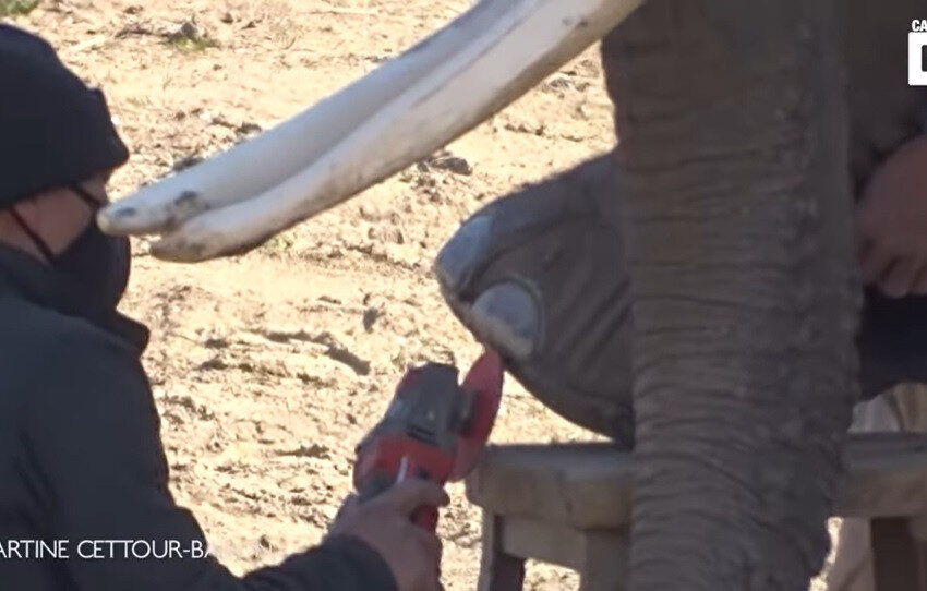  VÍDEO | Dos elefantas africanas se someten a una sesión de pedicura