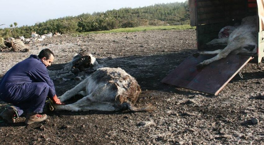  UPA denuncia el malestar entre los ganaderos por el mal funcionamiento de la recogida de cadáveres