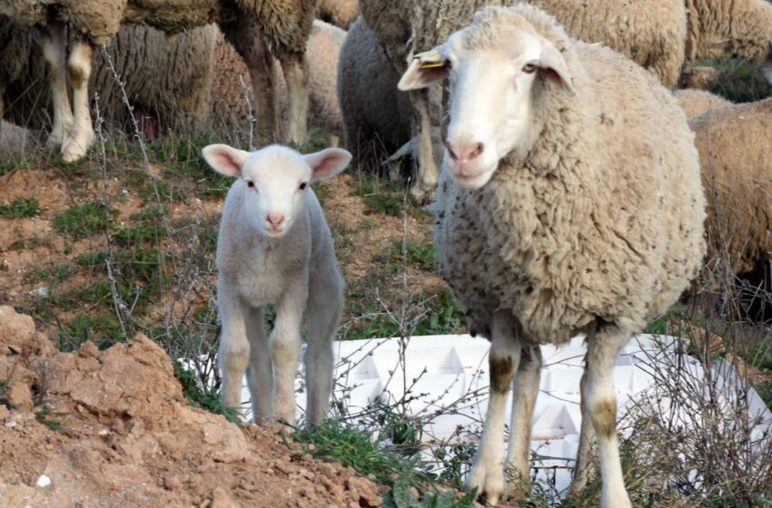  Le mesa de ovino optó por una bajada del precio de todos los corderos