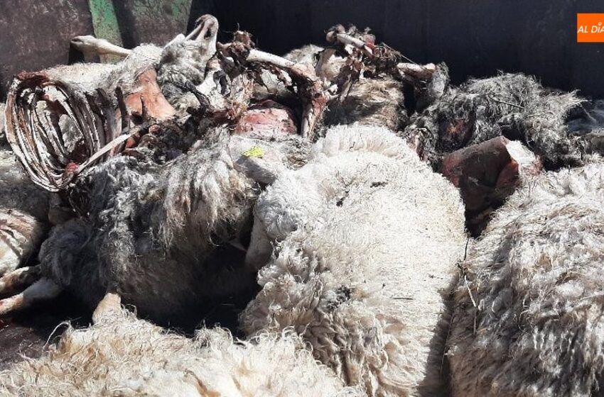  Un ataque de lobo deja 14 ovejas muertas en Villaseco de los Reyes