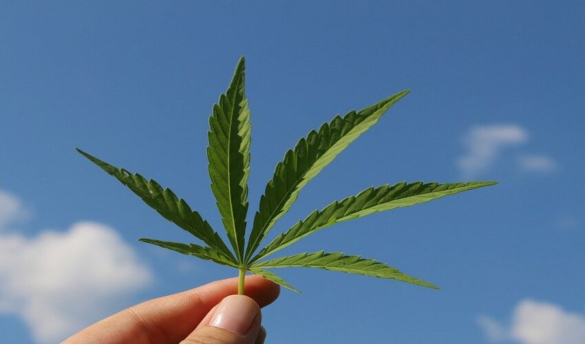   La ONU finalmente reconoce las propiedades medicinales de la marihuana CBD