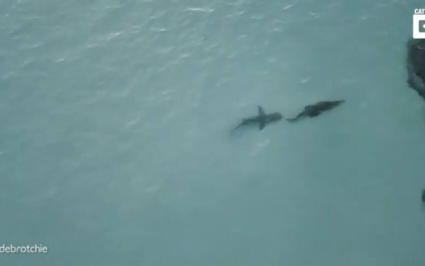  Un dron captura el momento en que un tiburón persigue a un cocodrilo de agua salada