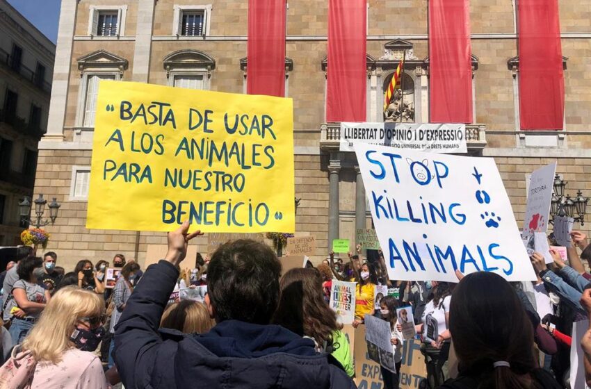  Centenares de personas se manifiestan en varias ciudades para reclamar el fin de la experimentación con animales