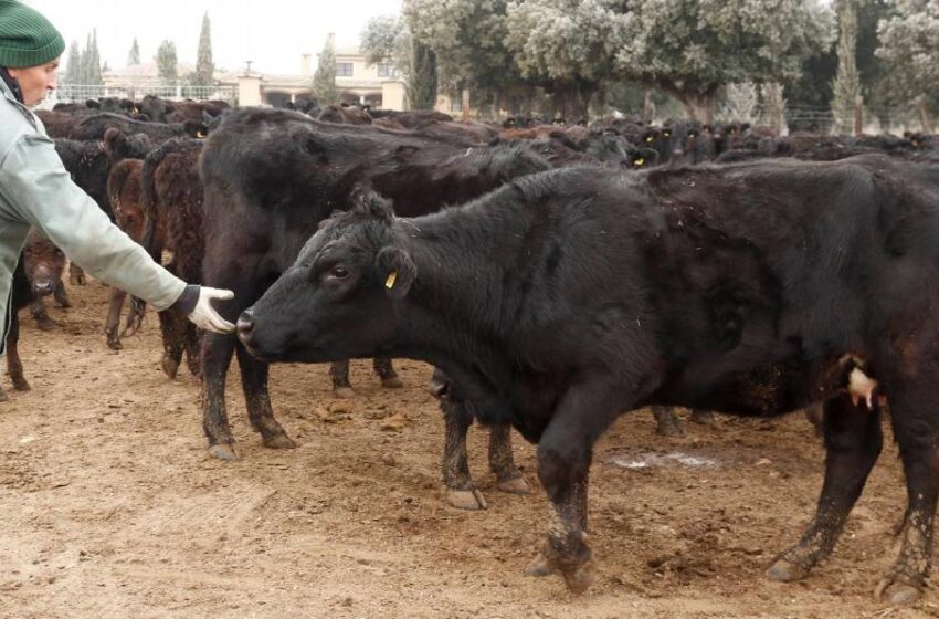  Salamanca se queda con las vacas angus