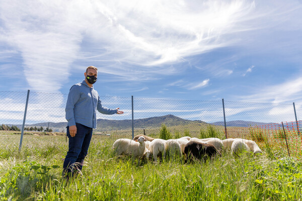  Un pueblo de Segovia adquiere su propio rebaño de ovejas para desbrozar de forma natural