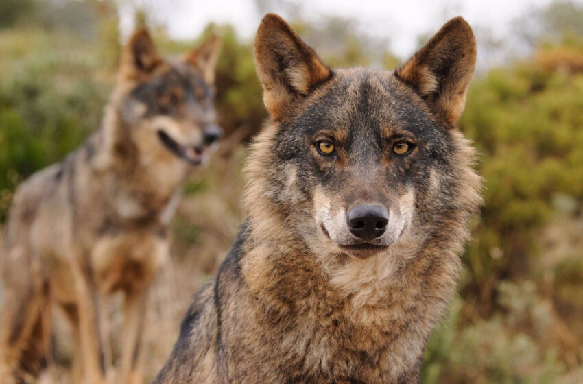  El Ministerio paraliza temporalmente la orden que declarará al lobo como especie protegida