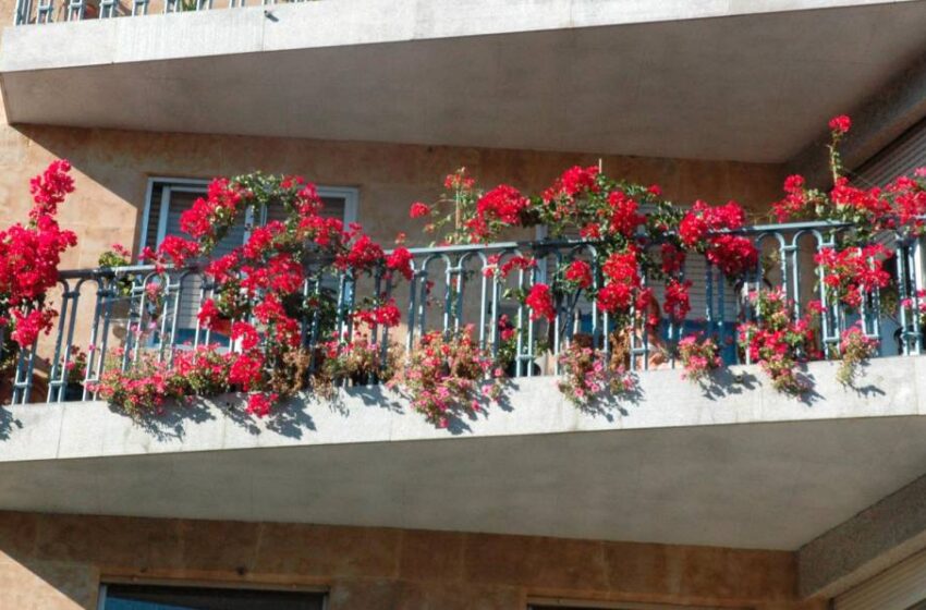  Los balcones del barrio del Oeste se llenarán de flores y plantas