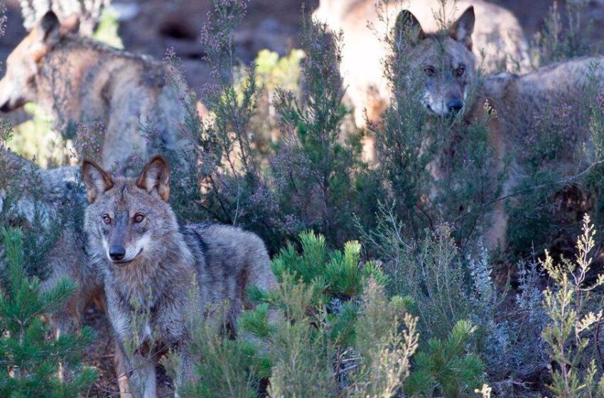  La caza del lobo quedará prohibida en toda España antes del 25 de septiembre