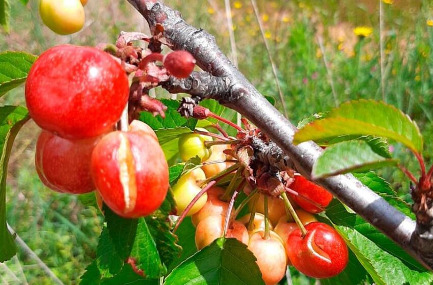  Primeras cerezas de la cosecha más grande… y barata en Salamanca