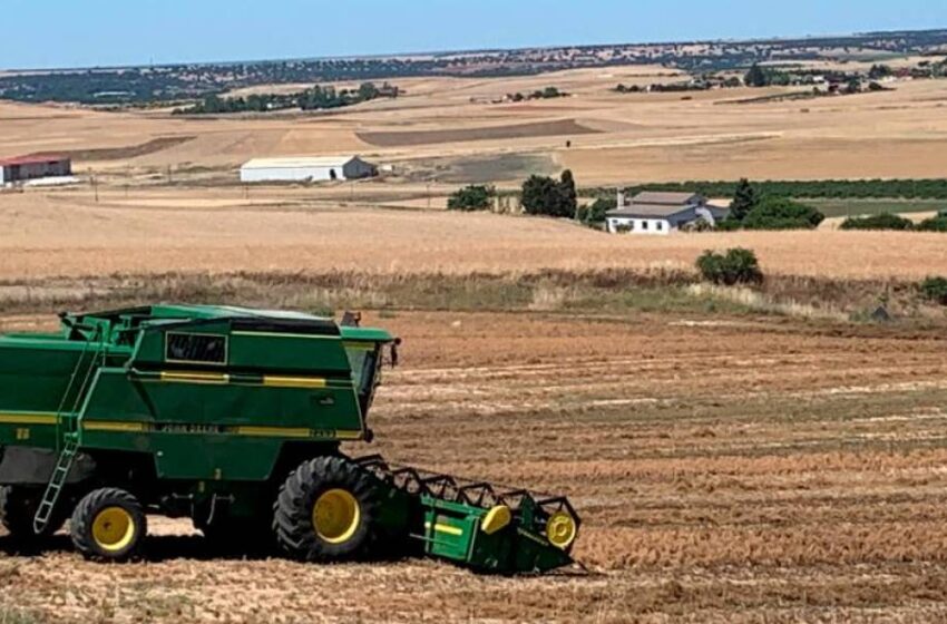  Termina la cosecha de lentejas en Salamanca: menos producción pero buena calidad