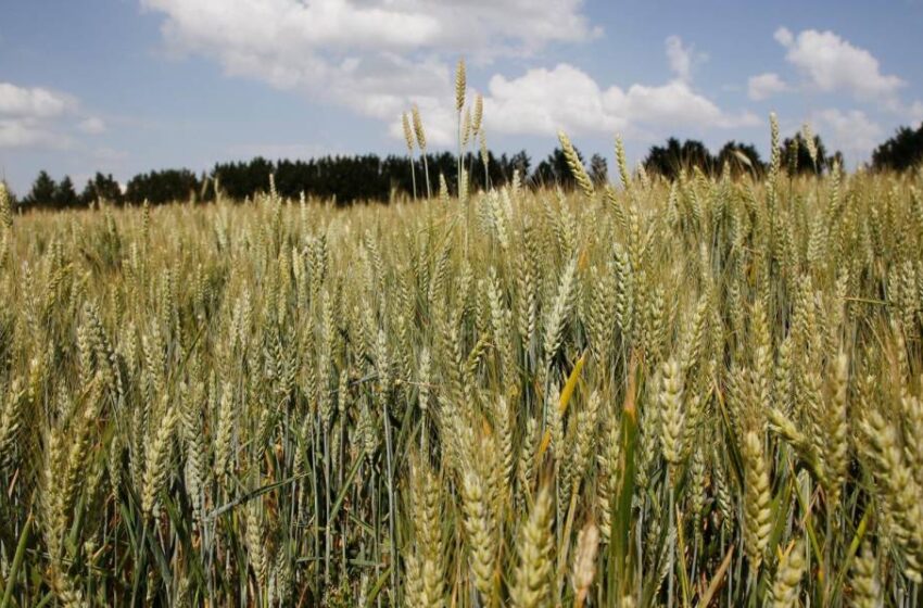  Buenas noticias para los agricultores: la cosecha será superior a la media