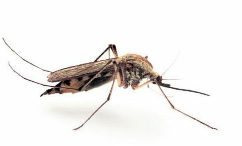  Recomendaciones para evitar la picadura del mosquito que transmite el virus del Nilo Occidental este verano