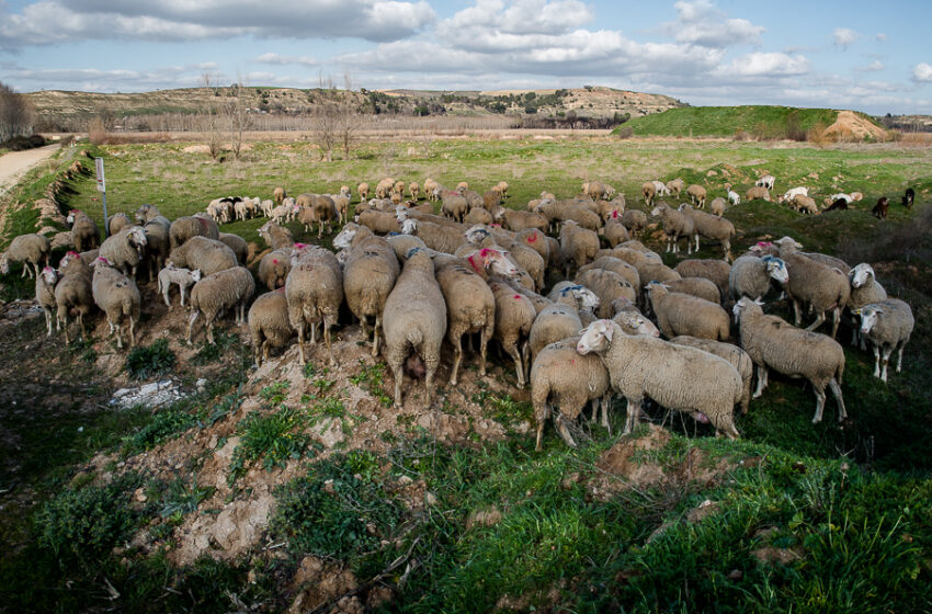  La mesa de ovino optó también por una subida de 0,05 euros para los corderos