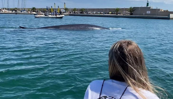  VÍDEO | Consiguen devolver a mar abierto una ballena de 18 metros atrapada en el Real Club Náutico de Valencia