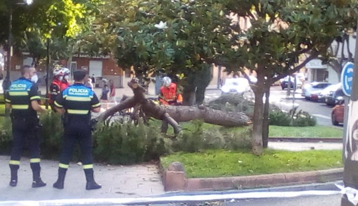  La fortuna evita un gran disgusto: un árbol de gran tamaño se desploma en plena plaza del Barrio Vidal