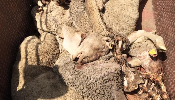 Denuncian un ataque de lobos en Gejo de los Reyes con cinco ovejas muertas