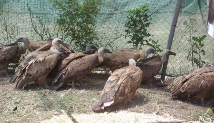  El Gobierno considera el envenenamiento de los buitres en Monterrubio de Armuña como uno de los más graves registrado…