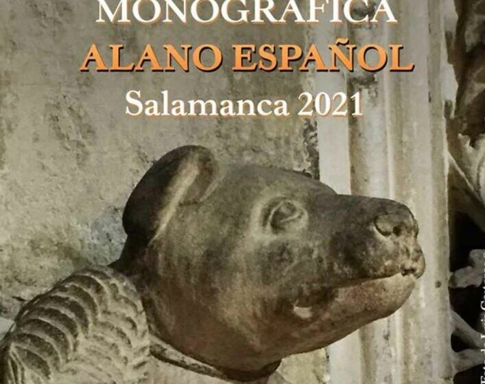  Salamaq acogerá por primera vez una monográfica del alano español para reinvidicar esta raza como perro de caza mayor