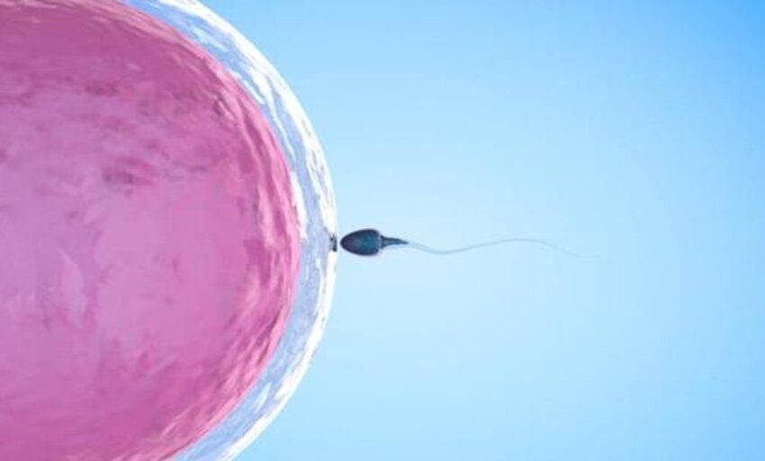  ¿Espermatozoides vagos? Descubren el mecanismo que afecta a su movilidad