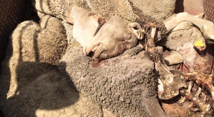  Un nuevo ataque de buitres termina con la muerte de cinco ovejas en Gejo de los Reyes