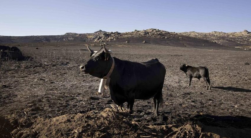  Caja Rural de Salamanca habilita un préstamo «en condiciones excepcionales» para los damnificados por el incendio de Ávila