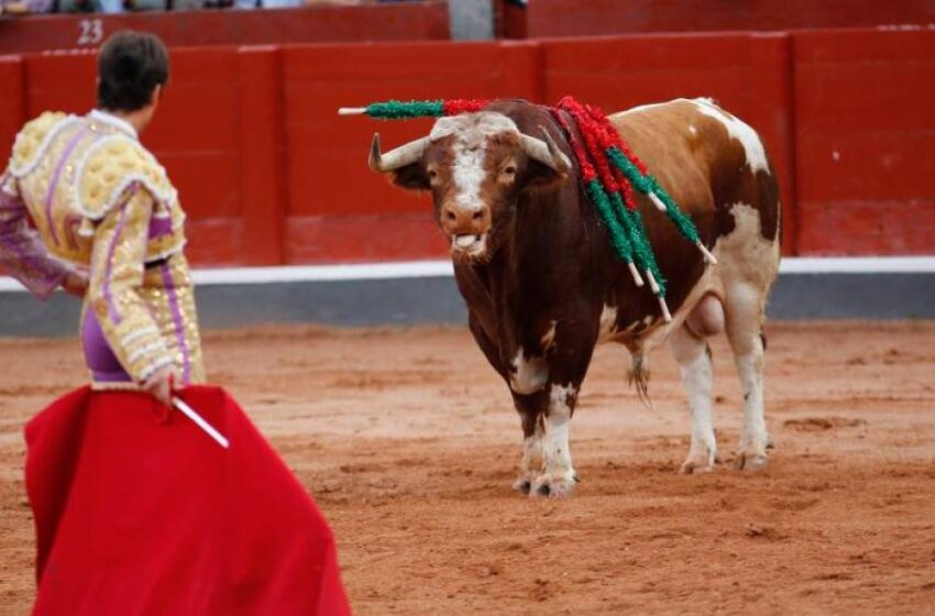  Gandillito, de la ganadería de Galache, premio ‘Toro de Oro’ de la Feria taurina de Salamanca 2021