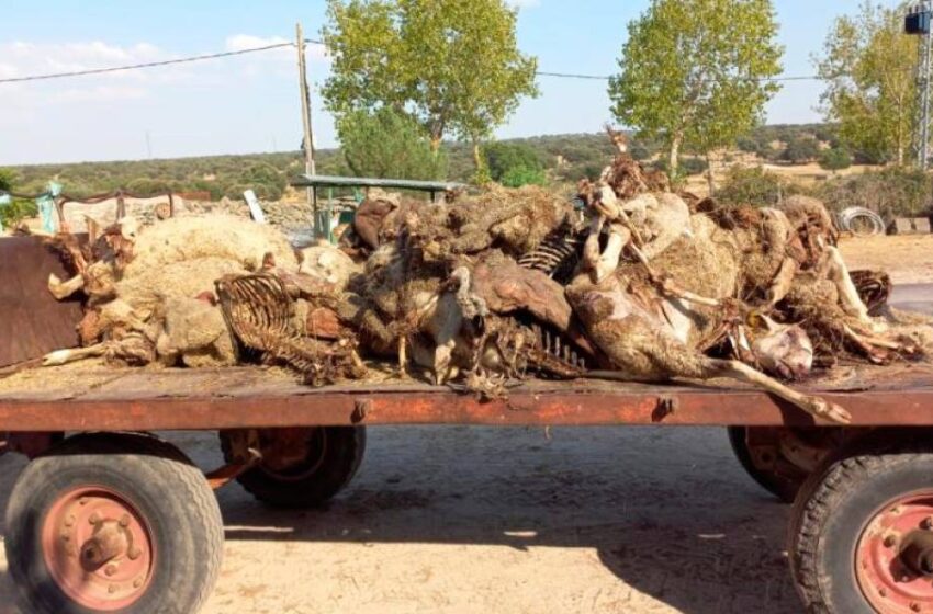  Los lobos matan un ternero en Chagarcía la víspera de que prohíban su caza