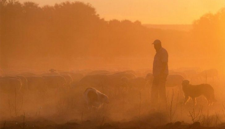  ‘Ocaso ovejuno’, de Luis García, Primer Premio Nacional ‘Salamanca’ de Fotografía Agrícola y Ganadera