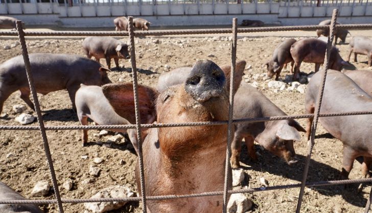  Los productores de porcino de Castilla y León defienden los proyectos de granjas que cumplen «estrictamente con la normativa»