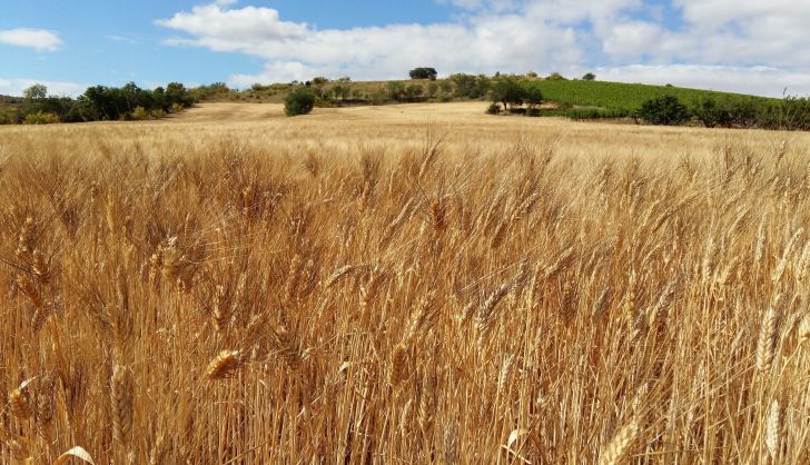  Así ha sido la Lonja de Salamanca este 13 de diciembre: continúa el descenso en el precio de los cereales y la bellota registra su primera cotización