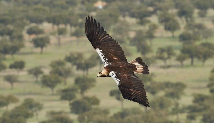  La población reproductora de águila imperial en CyL pasa de 29 a 101 parejas