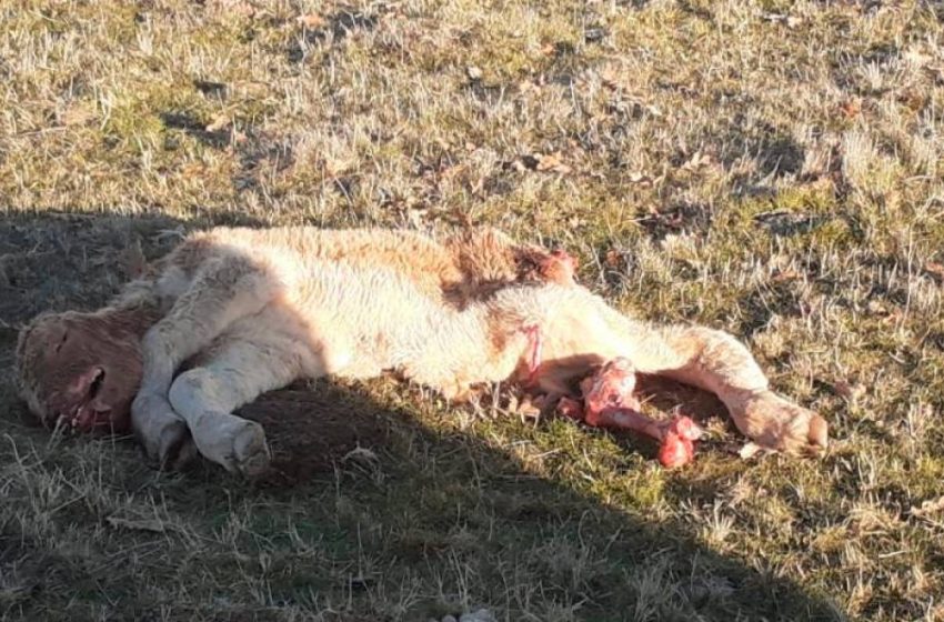  Otro ataque de buitres deja un ternero muerto en una finca de Bañobárez