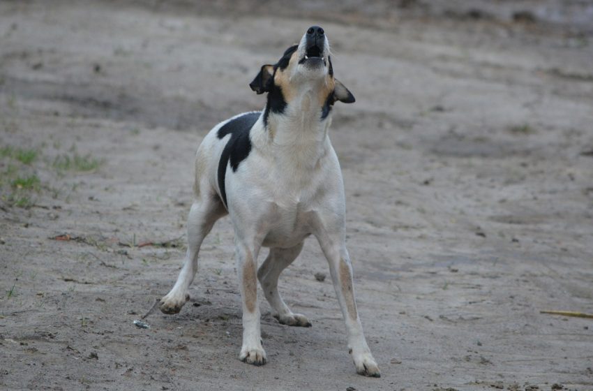  Los investigadores han comprobado que los perros han encontrado el nexo de entendimiento con el lenguaje humano, mediante ladridos o gestos