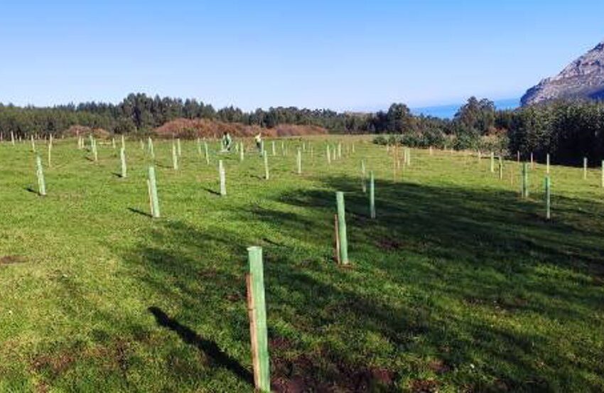  El PSOE plantará un bosque en Ávila para compensar la huella de carbono que dejó su 40 Congreso celebrado en Valencia