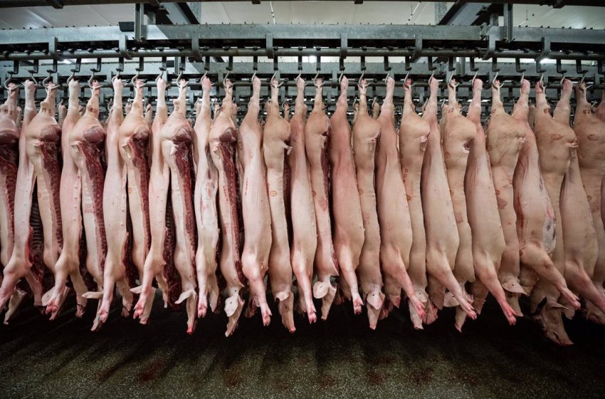  China suspende la importación de cerdo de Italia por los casos de peste porcina africana