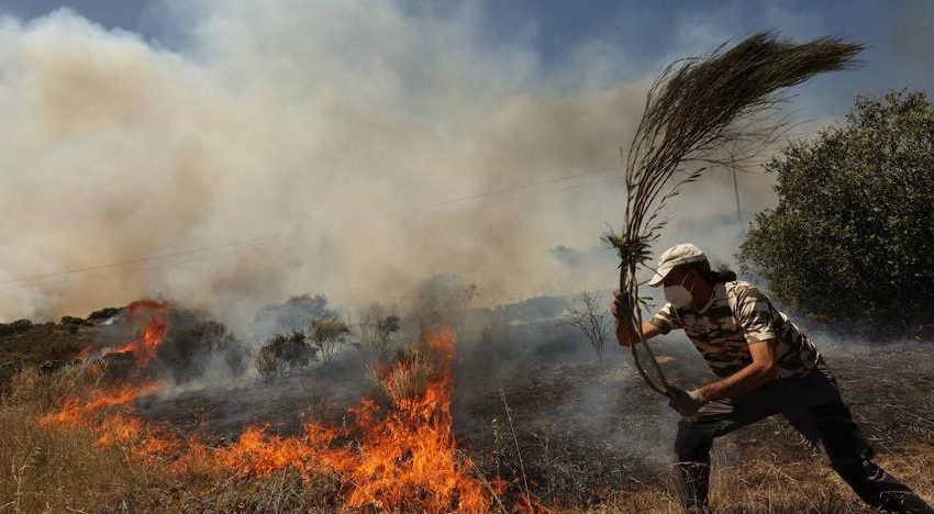  Los ganaderos podrán volver a aprovechar los pastos afectados por el incendio forestal de San Felices