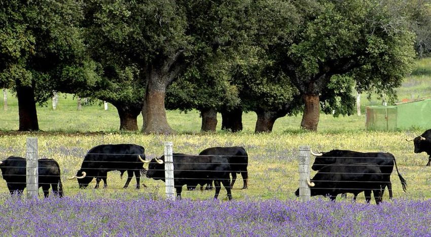  La Diputación sitúa la provincia de Salamanca en Fitur como el «reino del toro bravo»