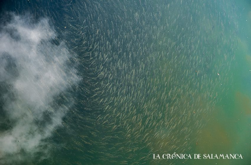  Galería de Fotos. Bancos de peces alevines nadando en las aguas del Tormes a su paso por Salamanca. Entre puentes