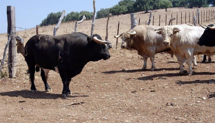  Localizan en una finca de toros bravos de Carrión (Palencia) el cadáver del hombre desaparecido hace dos meses