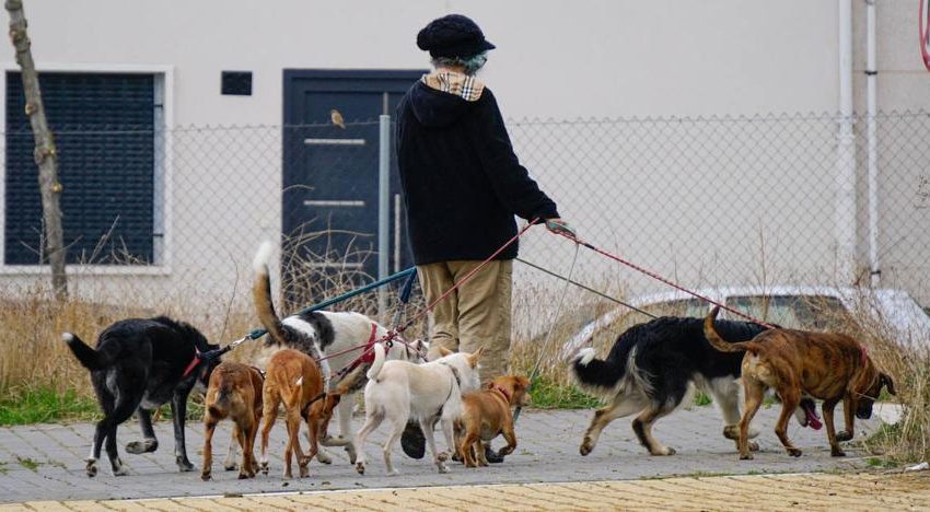  El Ayuntamiento recuerda a los propietarios de perros cómo actuar ante la oruga procesionaria