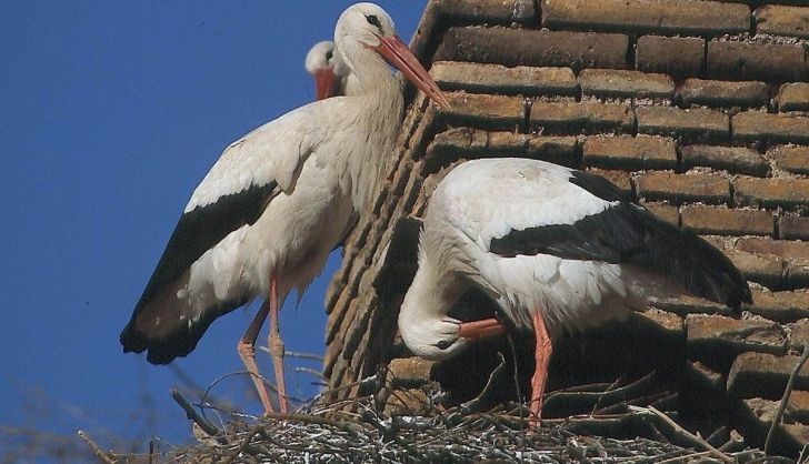  Nuevo foco de gripe aviar por el positivo de una cigüeña blanca en Segovia