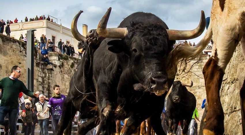  Ciudad Rodrigo disfruta con los festejos taurinos del martes del Carnaval del Toro