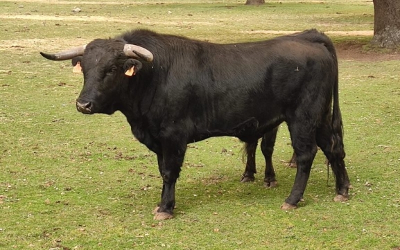  Avellano, de la ganadería de Martín Cilleros, acompañará al VI Toro de Cajón del preCorpus de Vitigudino