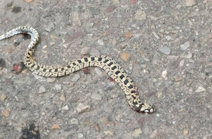  Una serpiente se ‘pasea’ por el barrio de Garrido