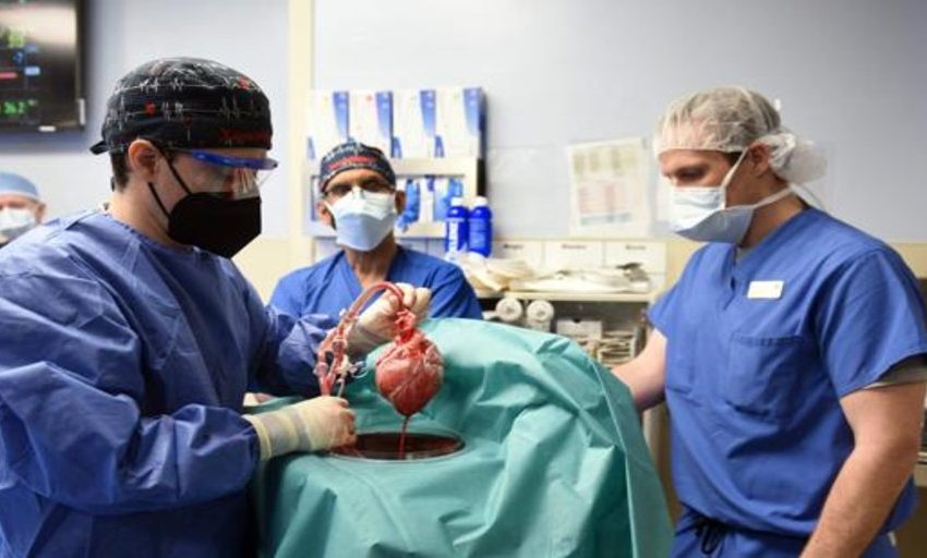  Un virus podría haber sido la causa de la muerte del primer transplantado con un corazón de cerdo