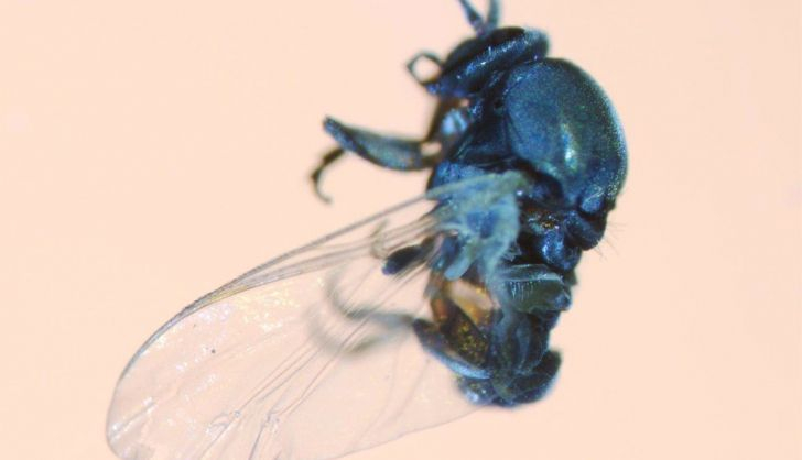  La presencia de la mosca negra activa todas las alarmas por su peligrosidad en la transmisión de enfermedades con una sola mordedura