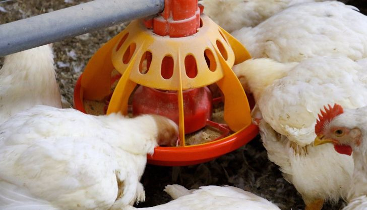  Los Veintisiete respaldan la vacunación contra la gripe aviar para controlar la enfermedad