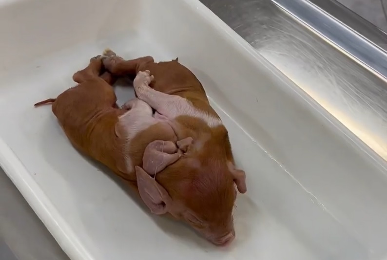 Nace un cerdo con dos cuerpos y una cabeza