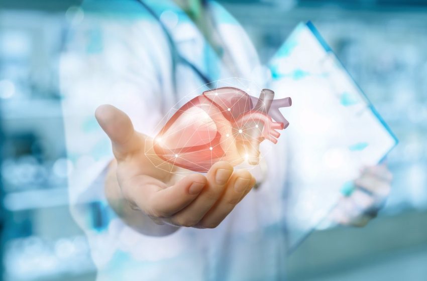  ¿Sabías que tu corazón tiene el tamaño de tu puño? Qué le distingue de otros órganos