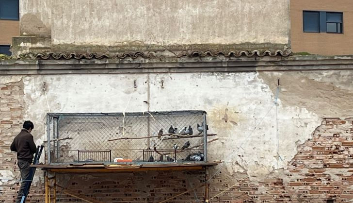  Unas 3.000 palomas capturadas en Peñaranda en el primer trimestre del año